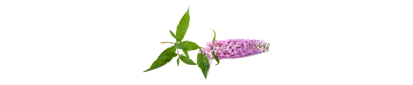 Buddleja Flower Extract