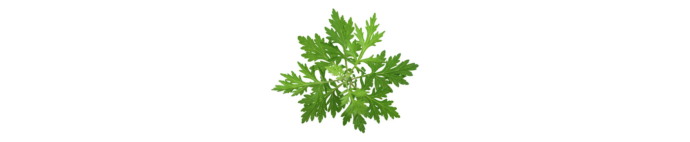 Japanese Mugwort Extract