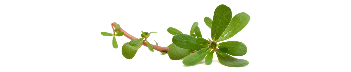 Purslane Extract