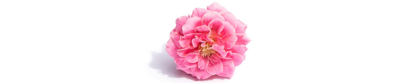 Rosa Damascena Stem Cell Extract