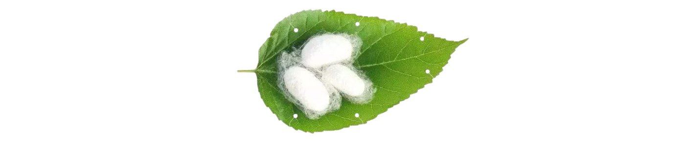 Hydrolyzed Silk